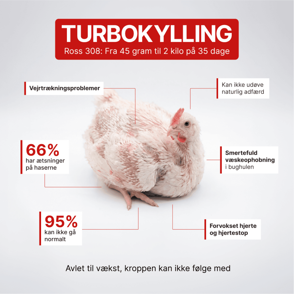 Infografik om turbokylling; detaljer i teksten nedenfor.