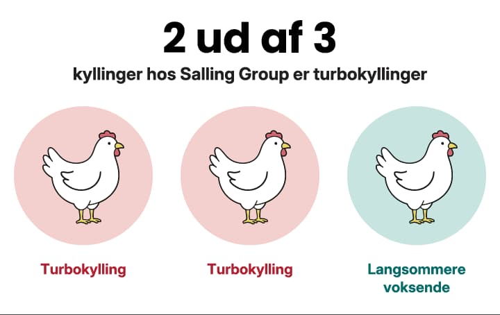 2 ud af 3 kyllinger hos Salling Group er turbokyllinger.
