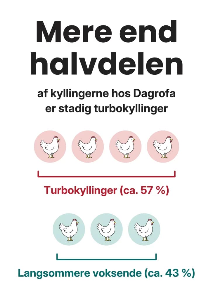 Mere end halvdelen af kyllingerne hos Dagrofa er stadig turbokyllinger: ca. 57 % turbokyllinger og ca. 43 % langsommere voksende.