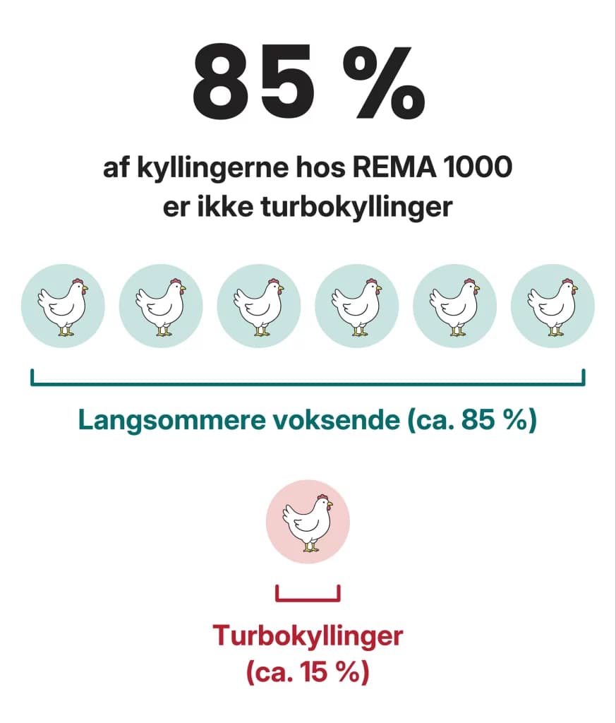 85 % af kyllingerne hos REMA 1000 er ikke turbokyllinger: ca. 85 % er langsommere voksende og ca. 15 % turbokyllinger.