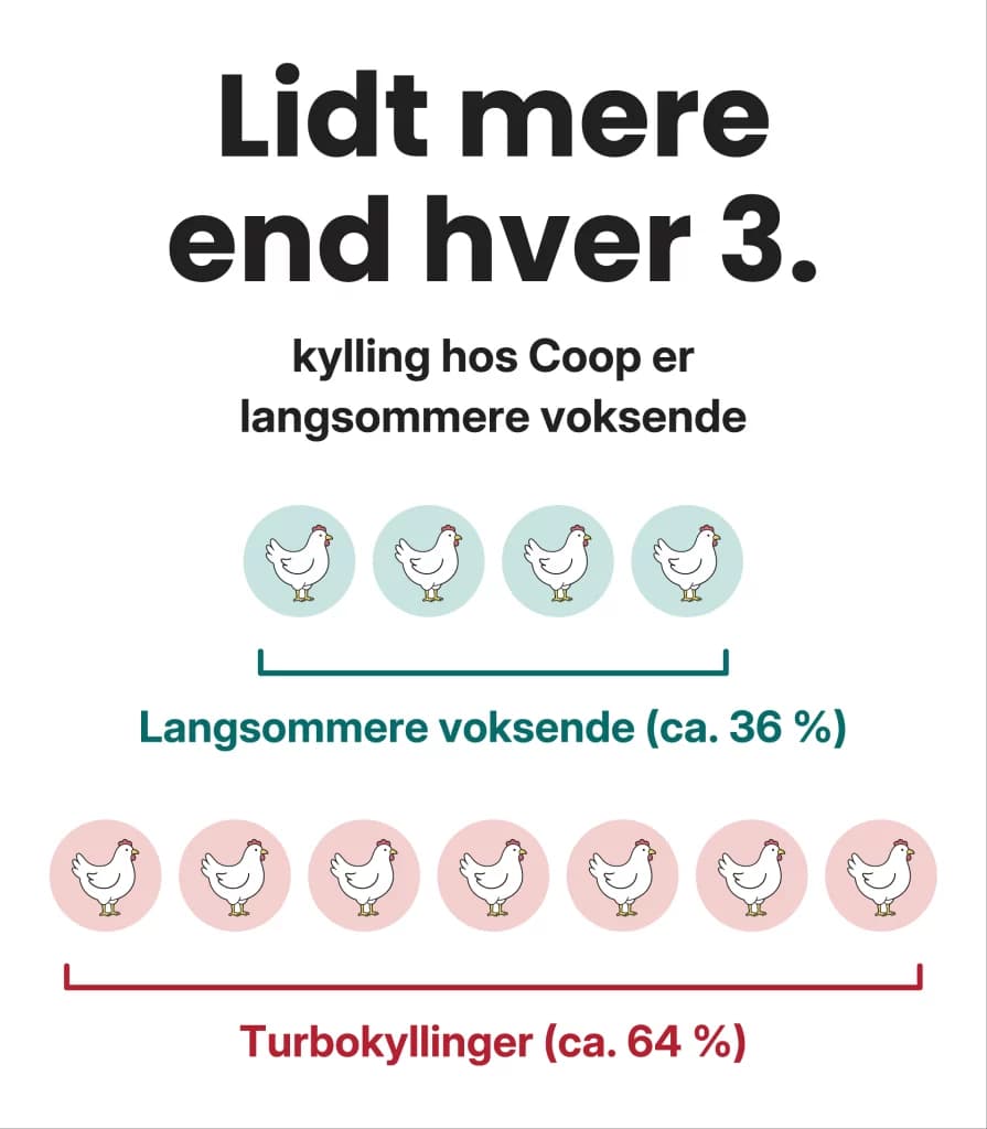 Lidt mere end hver 3. kylling hos Coop er langsommere voksende: ca. 36 % langsommere voksende og ca. 64 % turbokyllinger.