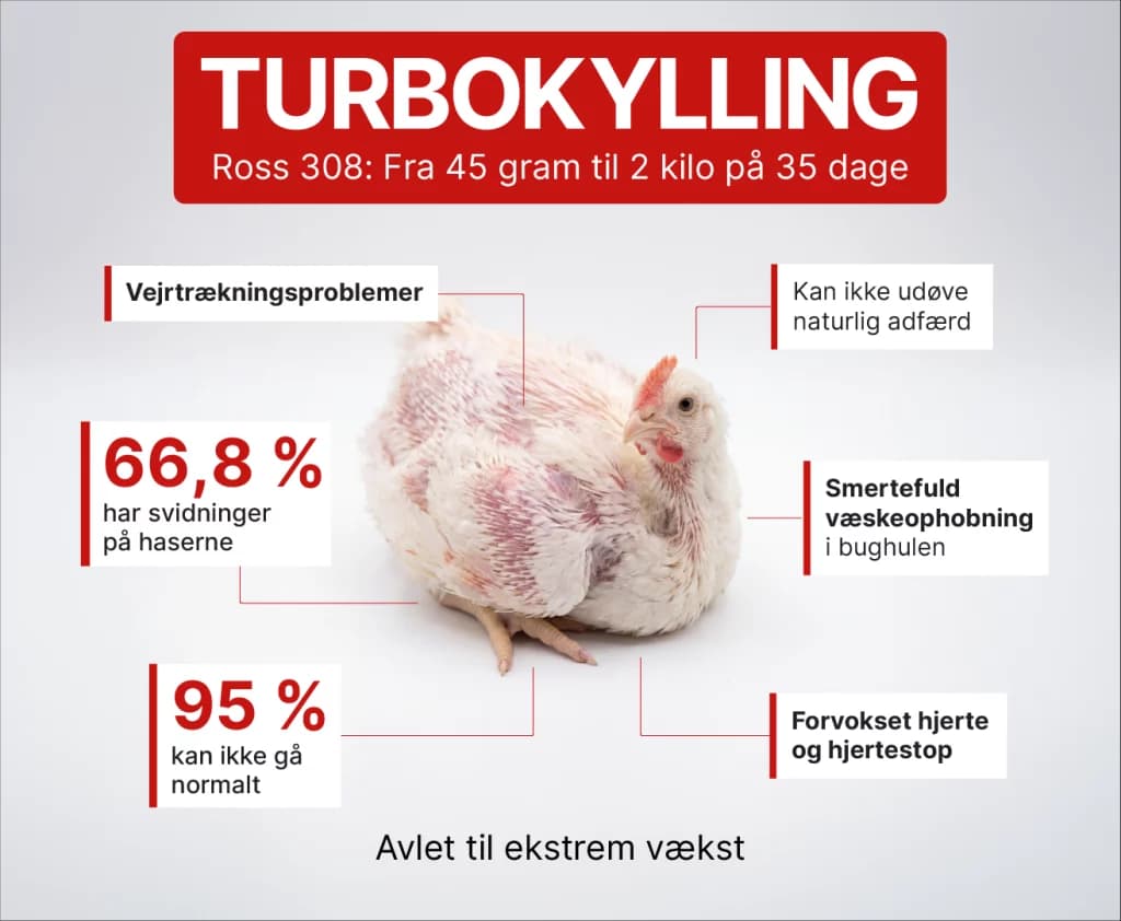 Infografik: Turbokyllingen Ross 308 vokser fra 45 gram til 2 kilo på 35 dage og er avlet til ekstrem vækst. 95 % kan ikke gå normalt, og 66,8 % har svidninger på haserne. Den har også vejrtrækningsproblemer, smertefuld væskeophobning i bughulen og forvokset hjerte og hjertestop, og den kan ikke udøve naturlig adfærd.