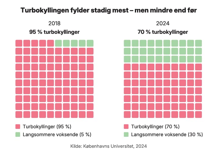 Diagram: Turbokyllingen fylder stadig mest, men mindre end før. I 2018 var 95 % af kyllingerne turbokyllinger. I 2024 er 30 % langsommere voksende. Kilde: Københavns Universitet, 2024.