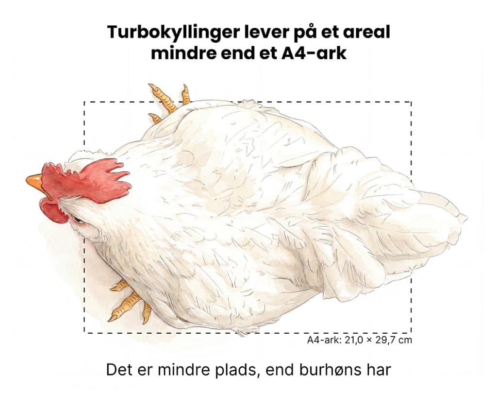 Tegning af en turbokylling inden for omridset af et A4-ark (21,0 × 29,7 cm). Turbokyllinger lever på et areal mindre end et A4-ark. Det er mindre plads, end burhøns har.