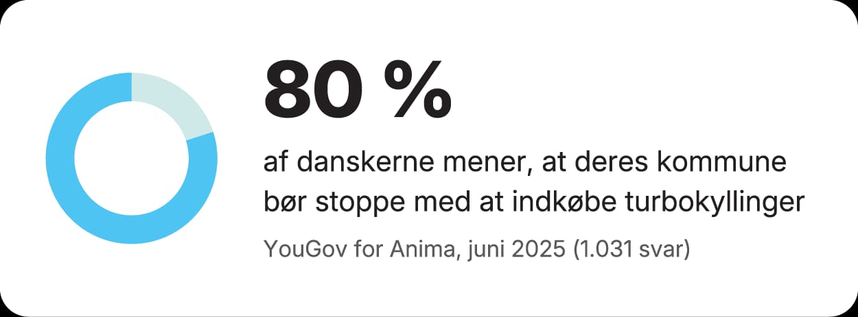 80 % af danskerne mener, at deres kommune bør stoppe med at indkøbe turbokyllinger (YouGov for Anima, juni 2025, 1.031 svar).